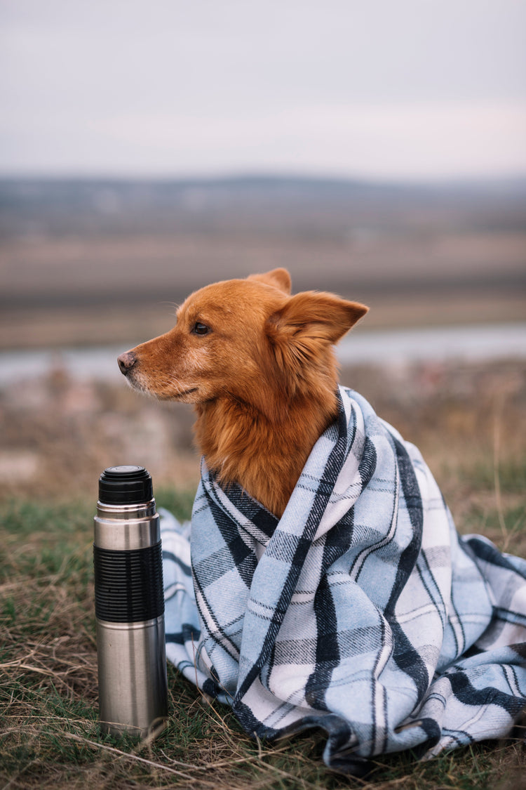 Dog Travel & Accessories