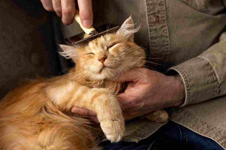 Grooming & Hygiene