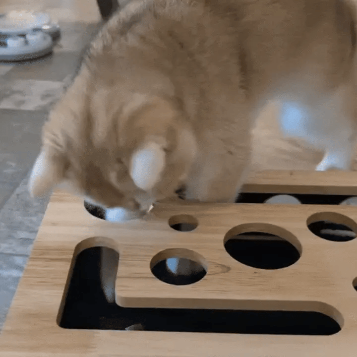 Cat playing with the Claw Maze